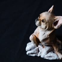 Chihuahua by Ron Hevener